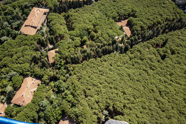 在春天或夏天，俯瞰一片年轻的绿色森林图片下载