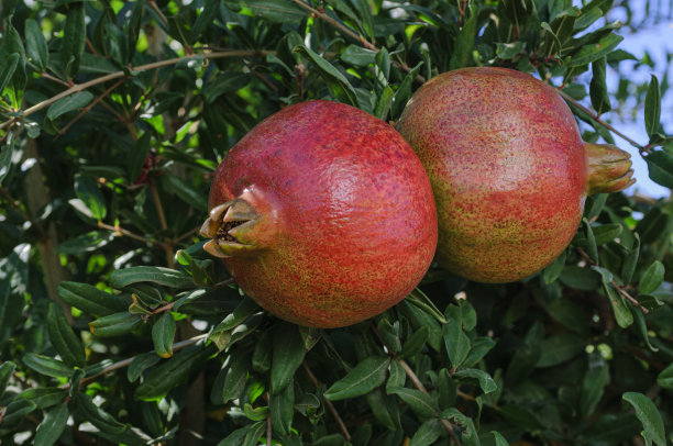 树上成熟的石榴特写图片下载
