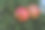 树上成熟的石榴特写图片下载