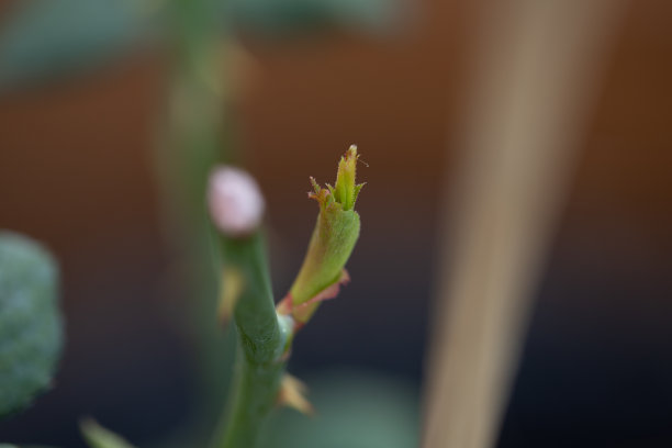 干的玫瑰图片下载