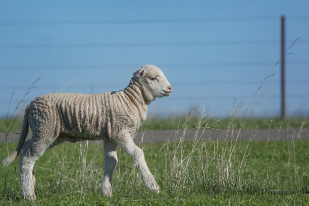 美利奴羊在围场里图片下载