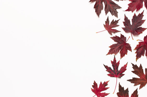 秋天的成分。红色勃艮第枫叶孤立在白色背景。平铺，俯视图，拷贝空间。秋天的概念。秋天的背景。创造性的季节布局图片下载