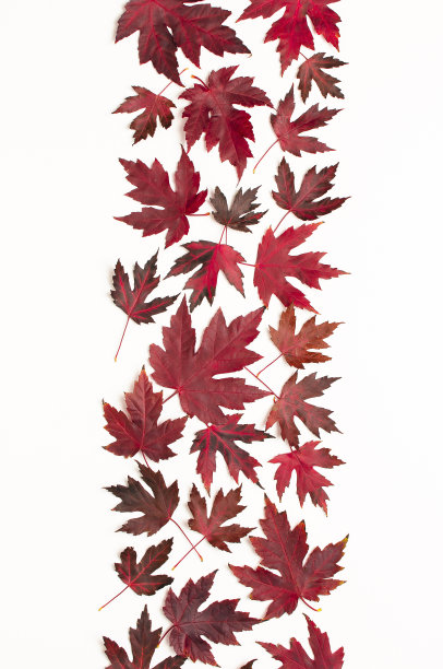 秋天的成分。红色勃艮第枫叶孤立在白色背景。平铺，俯视图，拷贝空间。秋天的概念。秋天的背景。创造性的季节布局图片下载