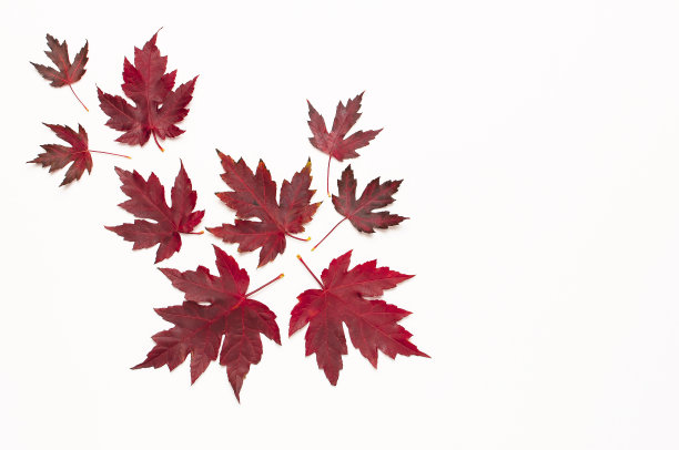 秋天的成分。红色勃艮第枫叶孤立在白色背景。平铺，俯视图，拷贝空间。秋天的概念。秋天的背景。创造性的季节布局图片下载