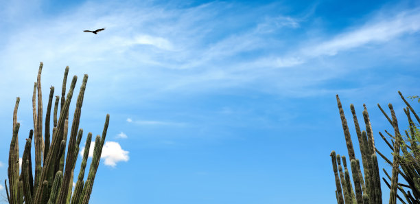 绿色高大的野生仙人掌花和飞翔的野鸟在天空图片下载