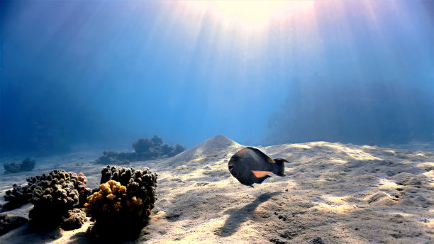 珊瑚礁光线下的热带鱼图片下载