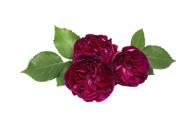 洋红色玫瑰孤立在白色背景图片下载