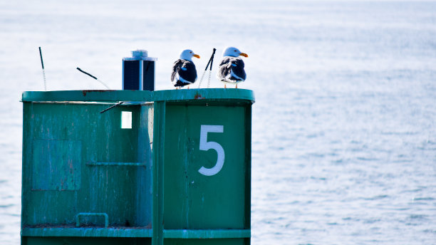 两只海鸥坐在金属海洋浮标上图片下载