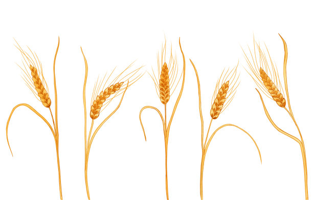 成熟小麦的小穗水彩手绘插图。在孤立背景上带有谷粒的谷类秸秆。剪纸艺术为包装和明信片的设计设置。图片下载