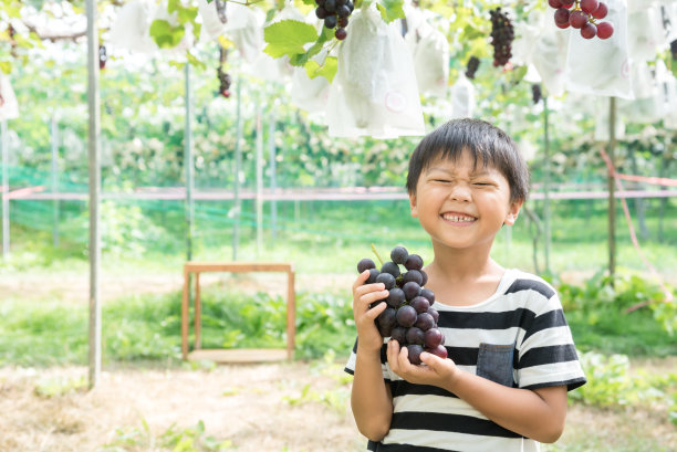 亚洲学生采摘葡萄图片下载