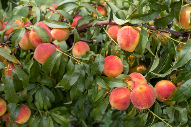 近距离观察新鲜桃子在树枝上图片下载