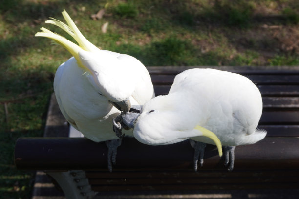 鹦鹉试图从它的伴侣的喙取坚果图片下载