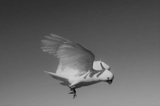 一只凤头鹦鹉准备降落的黑白照片图片下载