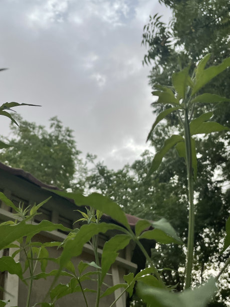 热带树木环绕下的树木和小屋图片图片下载