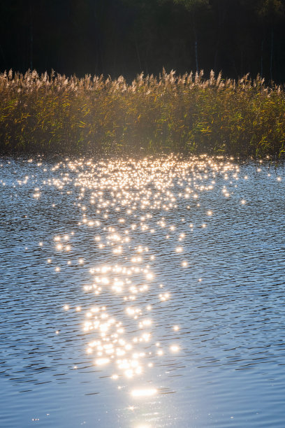 阳光明媚的湖面上波光粼粼图片下载