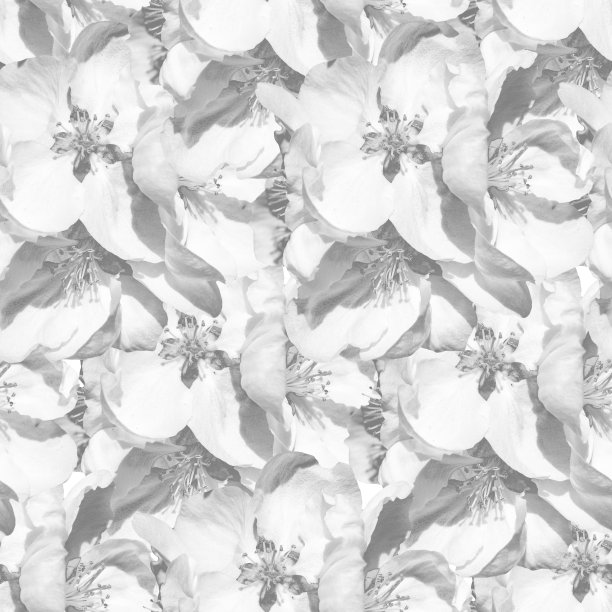 白色单色无缝背景与花的苹果图片下载