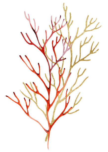 红色水彩和金色珊瑚插图，孤立的元素为海滩婚礼设计图片下载