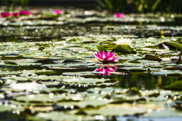 米兰盖奥伦蒂区，春天的一天图片下载