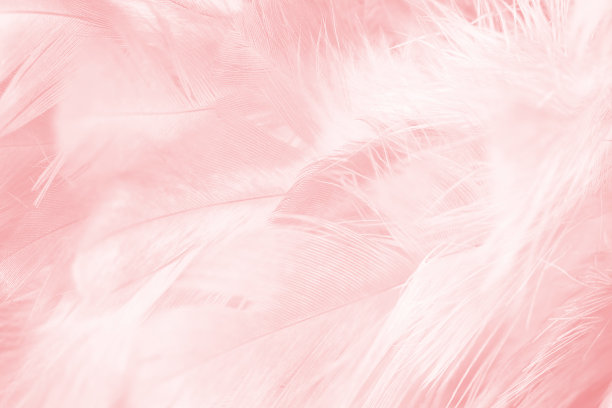 珊瑚粉复古颜色趋势羽毛纹理背景图片下载