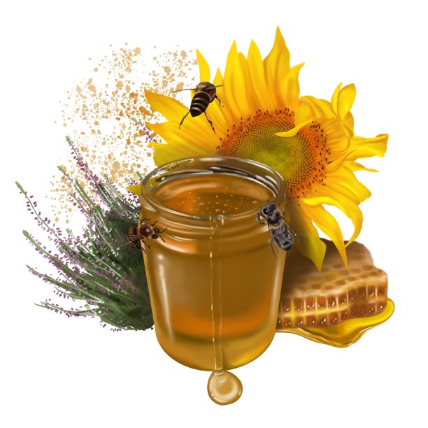 蜂蜜成分。蜂蜜，花，蜂巢和蜜蜂的水彩现实插图图片下载