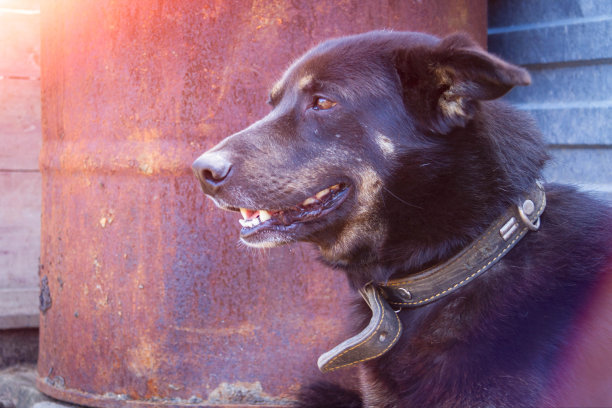 黑狗守卫着房子。这只狗看守主人的财产。人类的朋友。图片下载