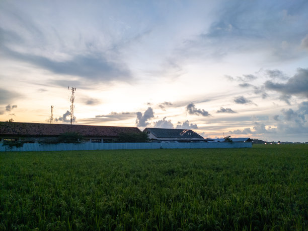 傍晚的乡村气氛，四周是稻田图片下载