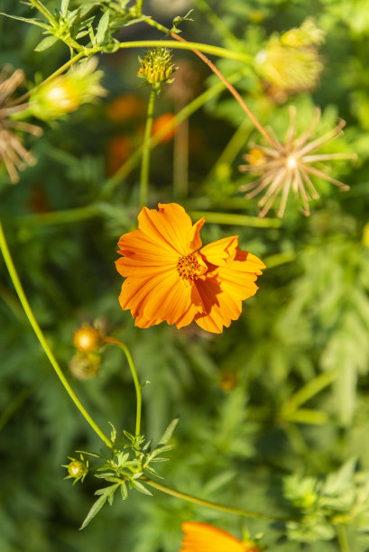 俯瞰一个美丽的橙色花朵。适合背景的图像图片下载