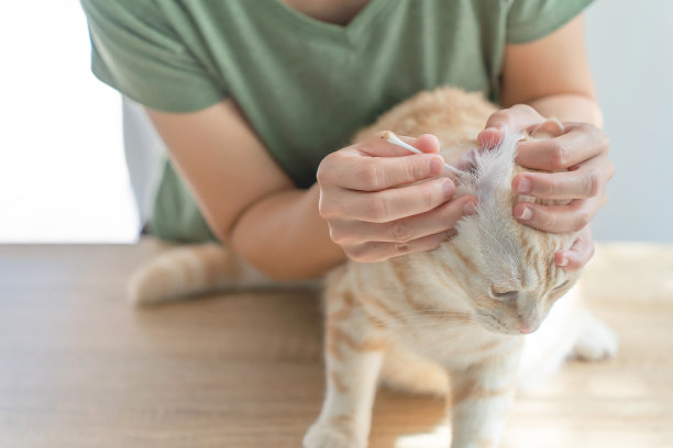 女人用棉签擦猫耳。图片下载