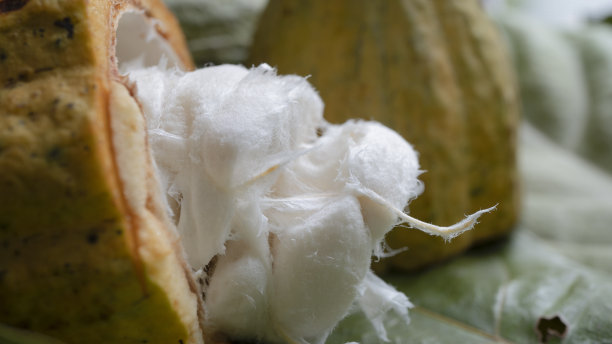 新鲜黑可可豆荚切半。图片下载