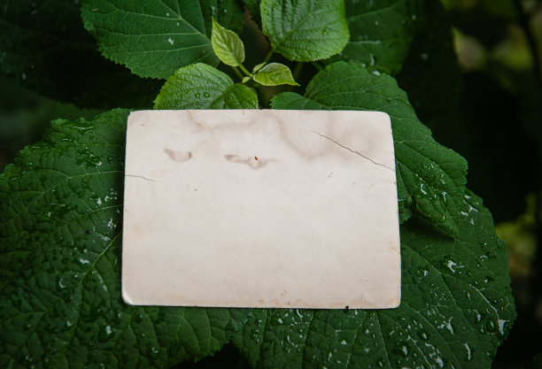 在潮湿的绿叶上模拟白色的空的旧的老式纸卡图片下载