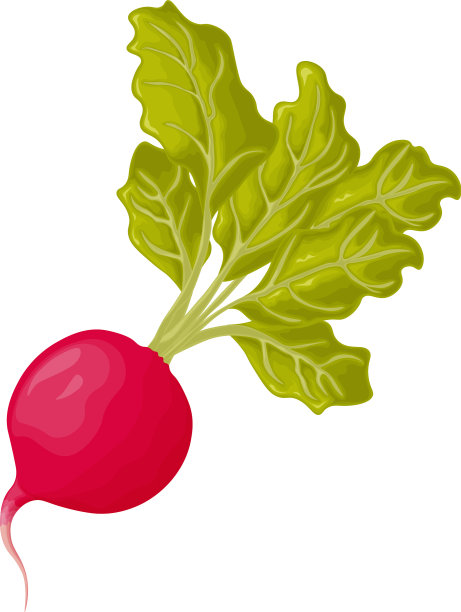 萝卜形象成熟的萝卜带着新鲜的叶子图片下载