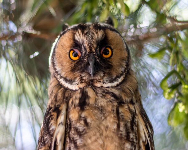猫头鹰白天站在树上图片下载