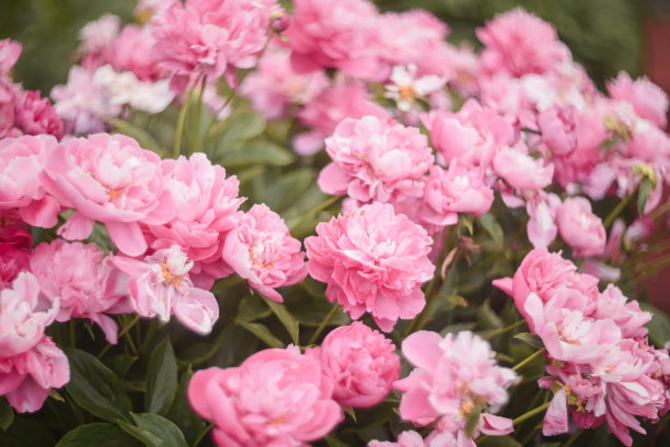天然花卉背景的粉红色牡丹花图片下载