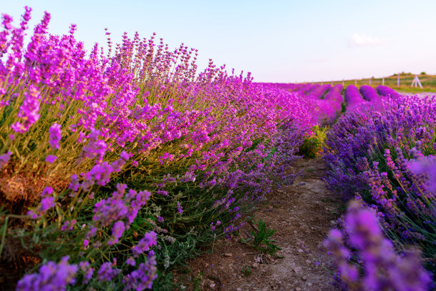 夏日夕阳下的淡紫色田野图片下载