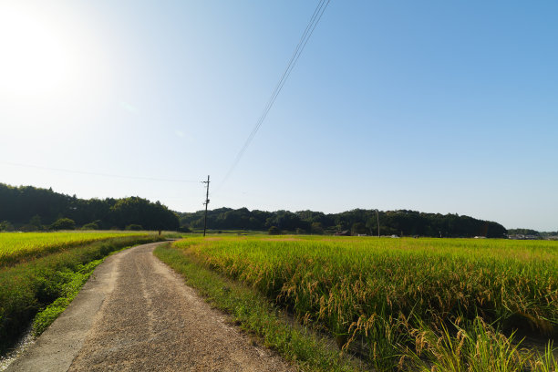 一个阳光明媚的日本秋天，田里长满了稻子，一条笔直的路。图片下载