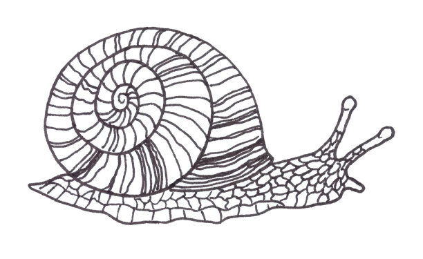 黑白插图的蜗牛孤立在白色背景图片下载