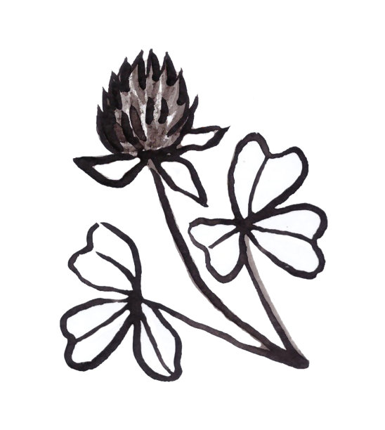 黑白插图的三叶草孤立在白色背景图片下载