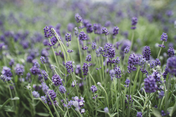 拉万达图片下载