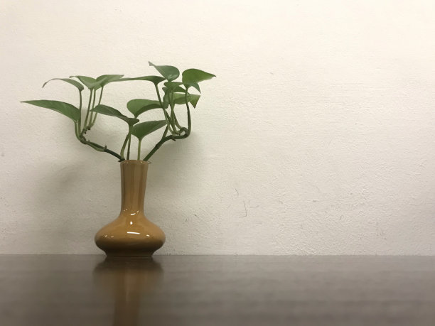 把植物插在木头上的花瓶里图片下载