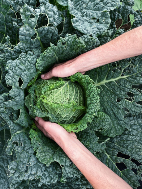 手在菜园里采摘卷心菜。前视图。副本的空间。图片下载