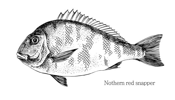 红鲷鱼手画逼真图片下载