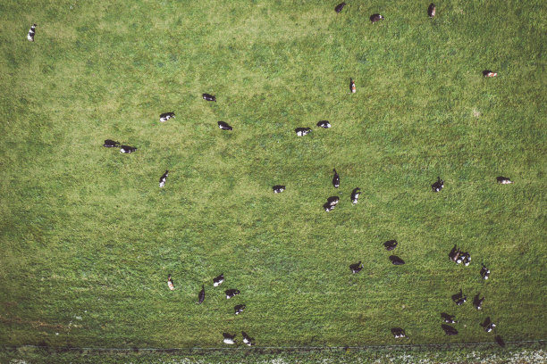 绿色牧场上一大群奶牛的鸟瞰图图片下载