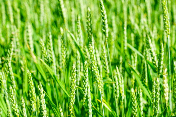 麦田图像，近距离观察新鲜的年轻的绿色小麦的耳朵图片下载