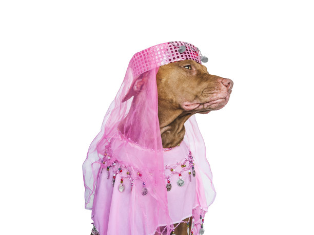 可爱的，漂亮的棕色小狗和派对礼服图片下载