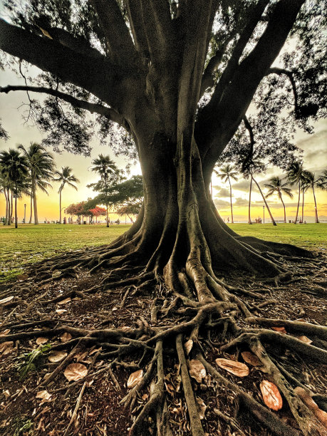 树在瓦胡岛图片下载