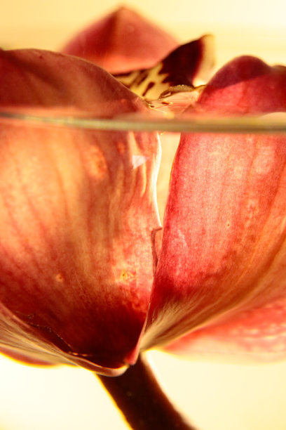 一朵兰花——放在一碗水里图片下载