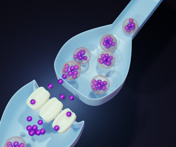 神经元脑细胞中多巴胺释放的机制与调控图片下载