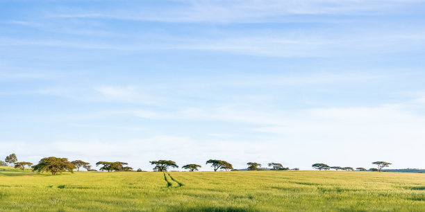 肯尼亚马赛马拉国家保护区的稀树草原生态图片下载