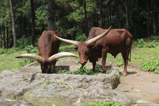 踝骨瓦图斯吃草图片下载