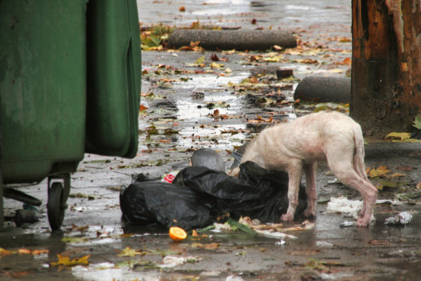 寻找食物的流浪狗图片下载